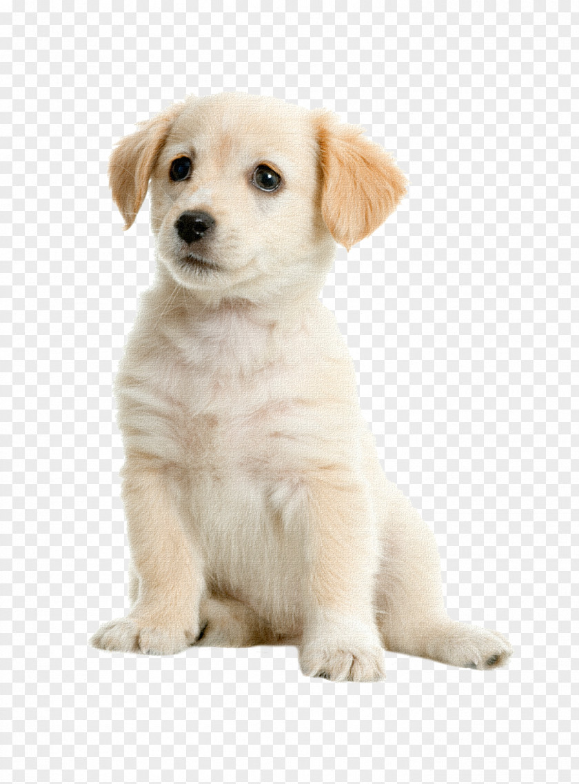 Puppy Labrador Retriever Golden Boston Terrier Pet PNG