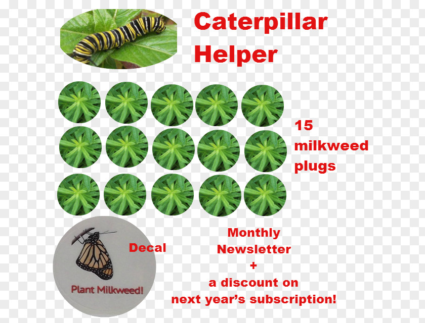 Wildlife Plant Html Insect PNG