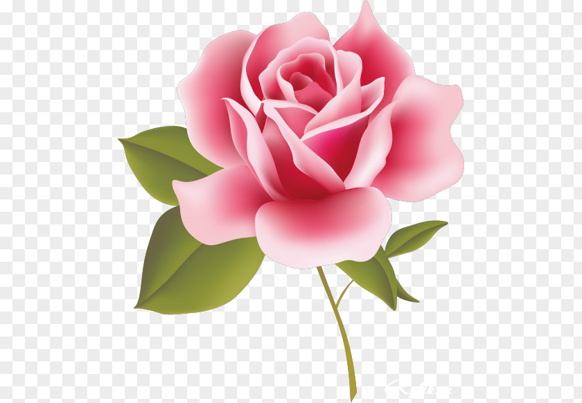 Beautiful Flower Picture Rose Pink Clip Art PNG