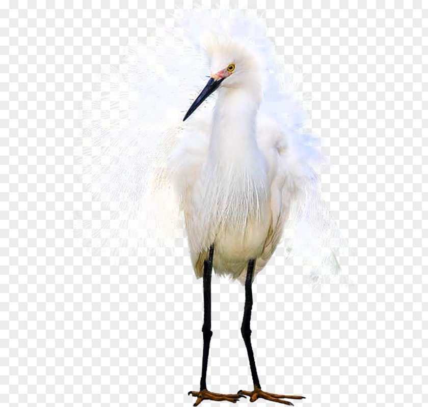 Egret White Stork PNG