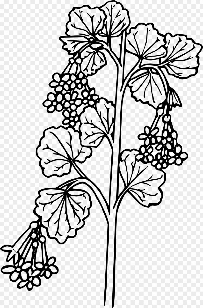 Flower Currant Coloring Book Ribes Cereum PNG