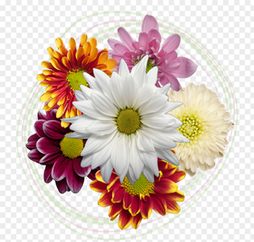 Flower Cut Flowers Floral Design Chrysanthemum Transvaal Daisy PNG