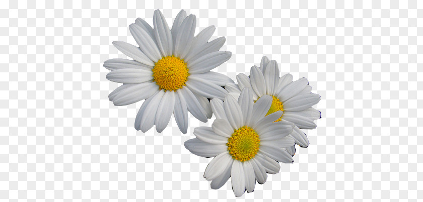 Flower Oxeye Daisy Margarida Transvaal PNG