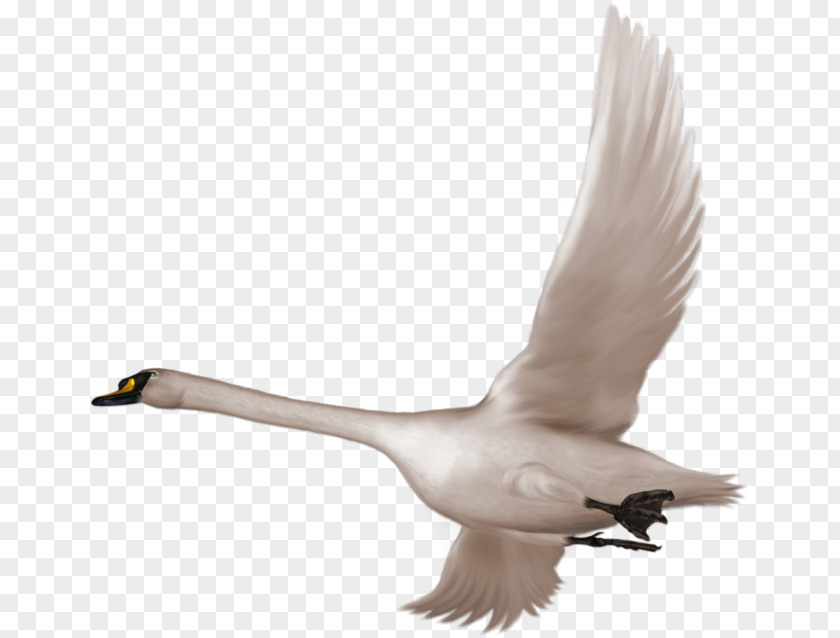 Flying Swan Cygnini Bird Flight Clip Art PNG