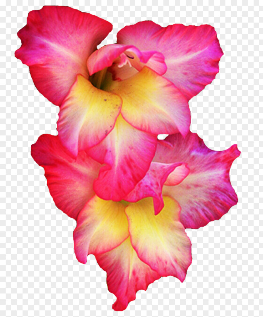 Gladiolus The Clip Art PNG