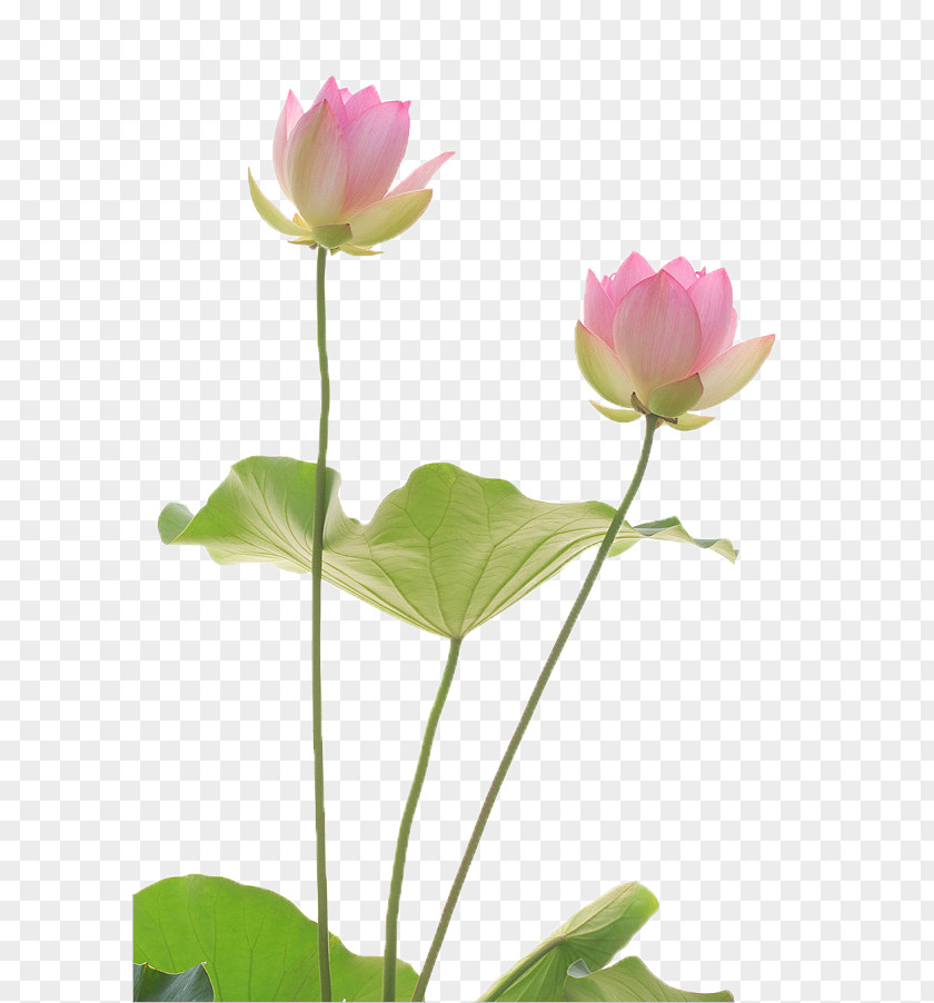 Love Lotus Said PNG lotus said clipart PNG