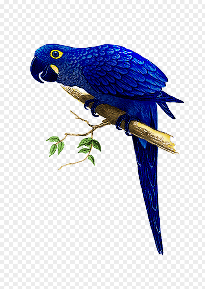 Parrot Hyacinth Macaw The Speaking Parrots: A Scientific Manual Bird PNG