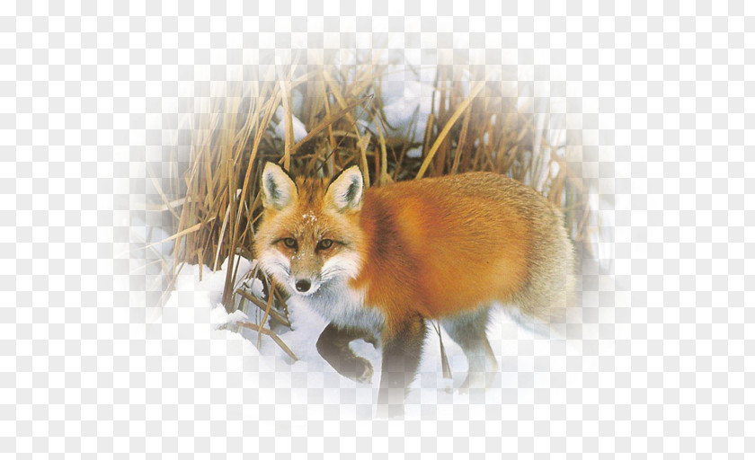 Fox Red Kit Whiskers Fur Snout PNG