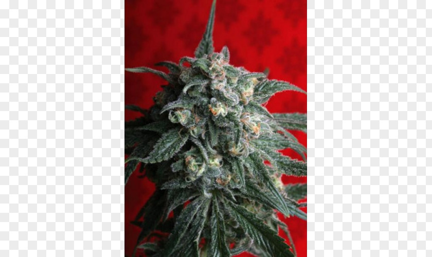 Train T.h. Seeds Seed Bank Cannabis Sativa PNG