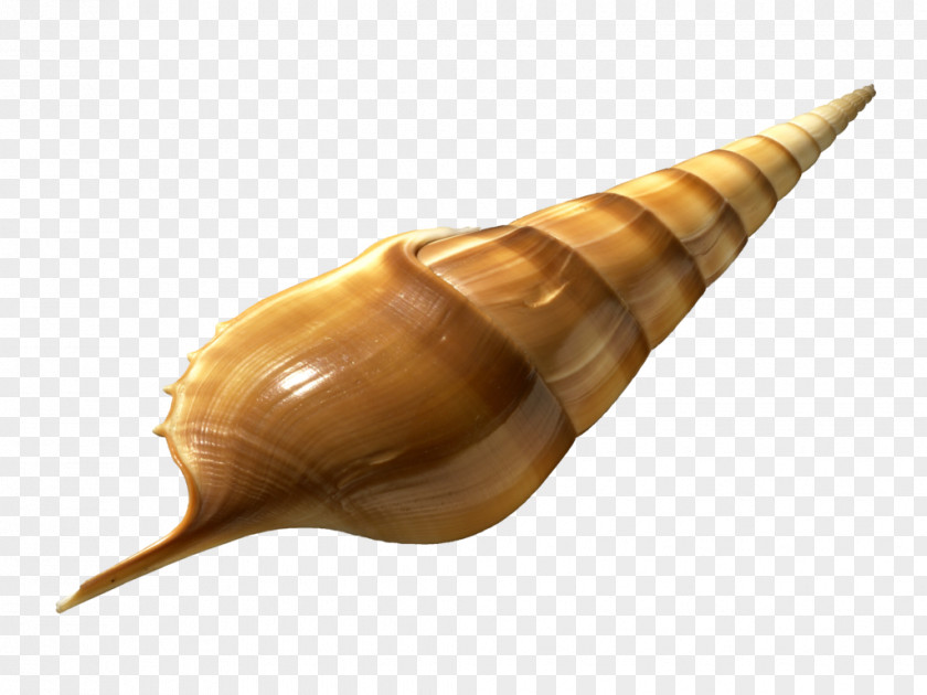 Conch Transparency And Translucency Light Cone PNG