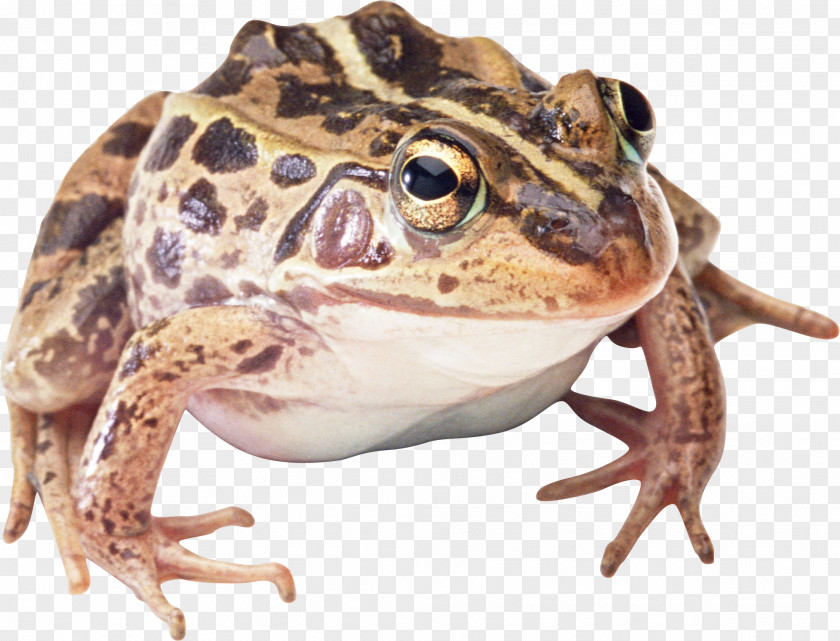 Frog True Toad PNG