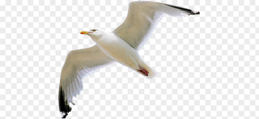 Gull PNG clipart PNG