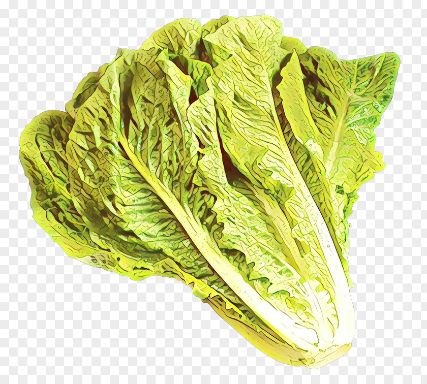 Leaf Vegetable Romaine Lettuce Cabbage PNG