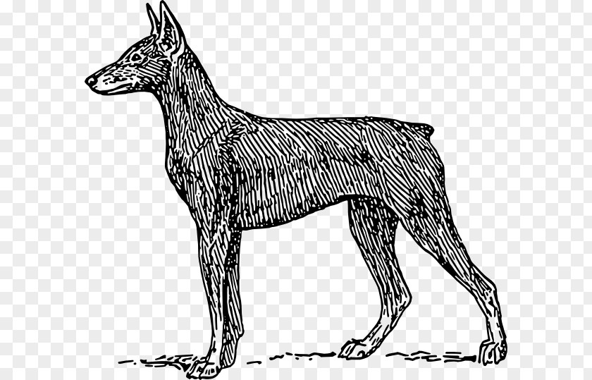 Pariah Dog Tail Drawing PNG