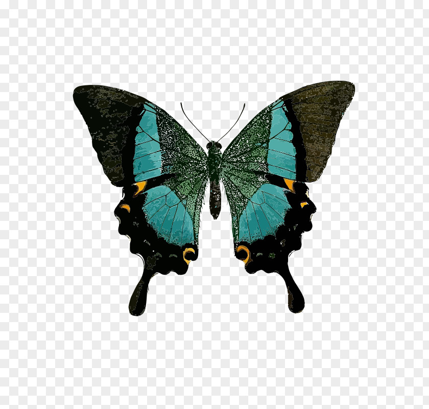 Butterfly Swallowtail Green Black Clip Art PNG