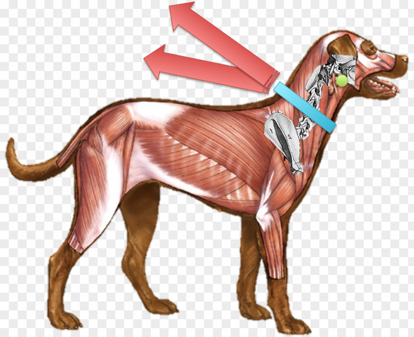 Dog Anatomy Muscle Muscular System PNG