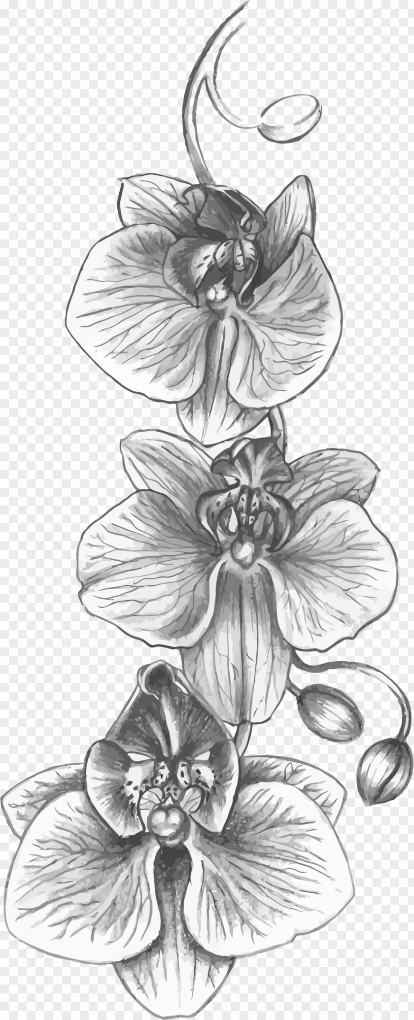 Sketch Cattleya Orchids Tattoo Drawing Flower PNG