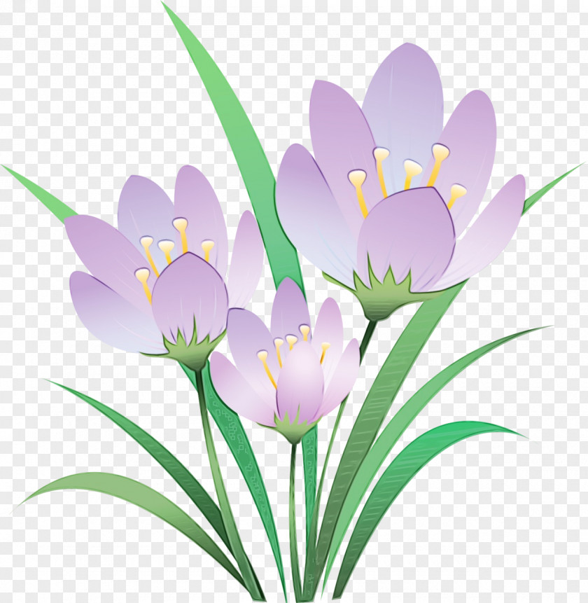 Snow Crocus Spring Flower Flowering Plant Cretan Tommie PNG