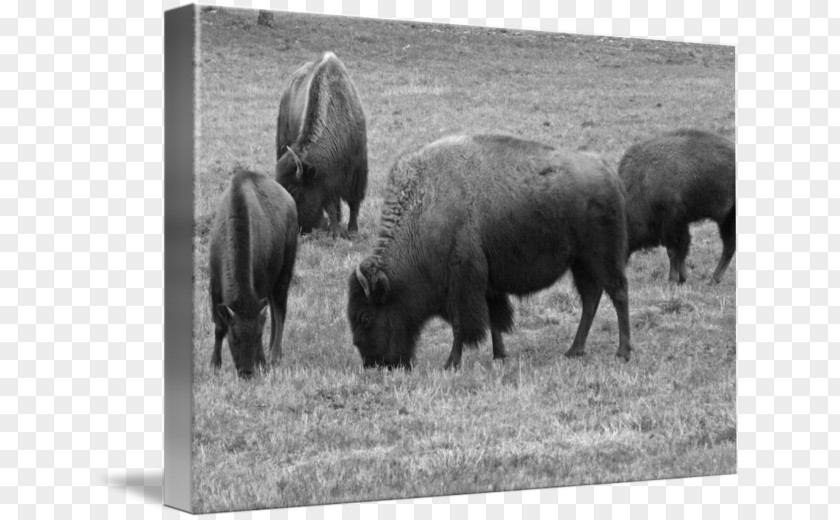 Bison Black And White Cattle Fauna Grazing Bull PNG