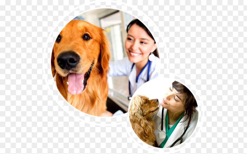 Golden Retriever Puppy Dog Breed Veterinary Medicine Companion PNG