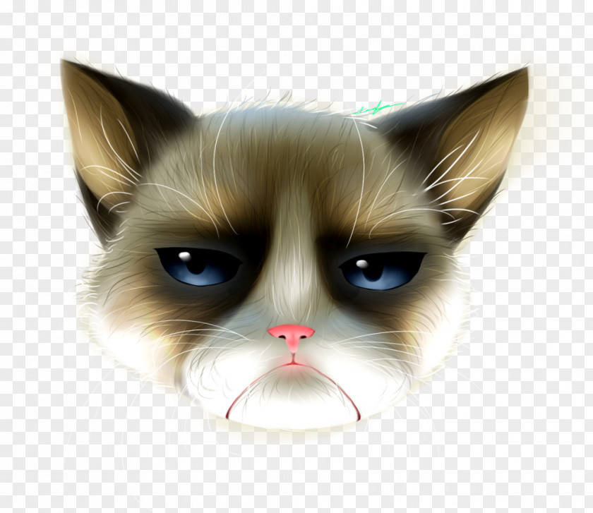 Kitten Whiskers Domestic Short-haired Cat Snout PNG