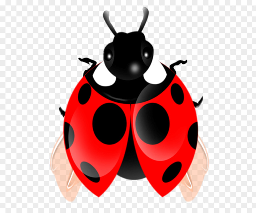 Ladybug Coccinella Septempunctata Clip Art PNG