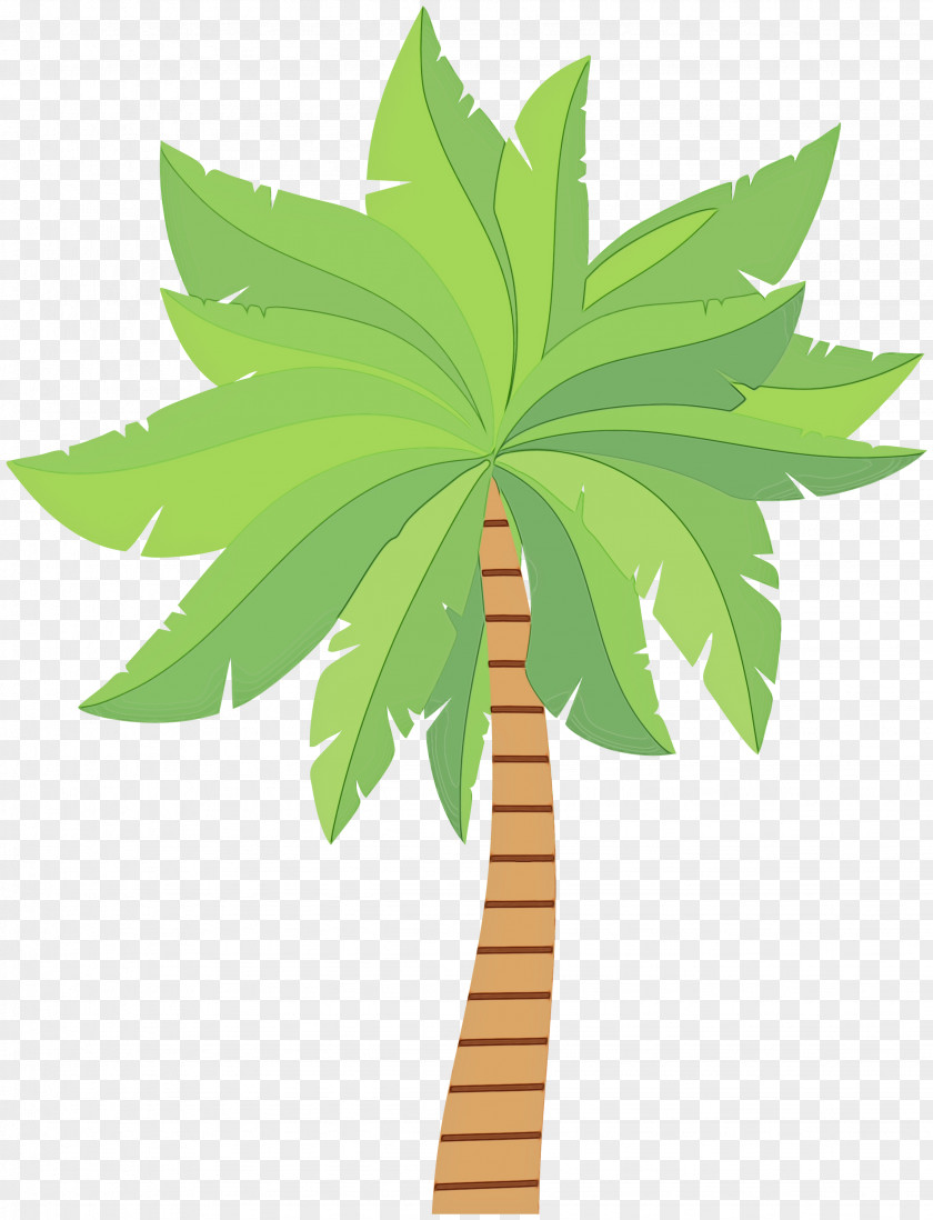 Palm Trees Illustration Plant Stem Hemp Graphics PNG