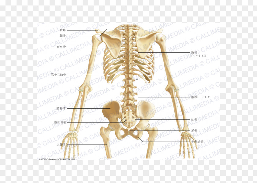 Sacrum Pelvis Anatomy Bone Abdomen Human Body PNG