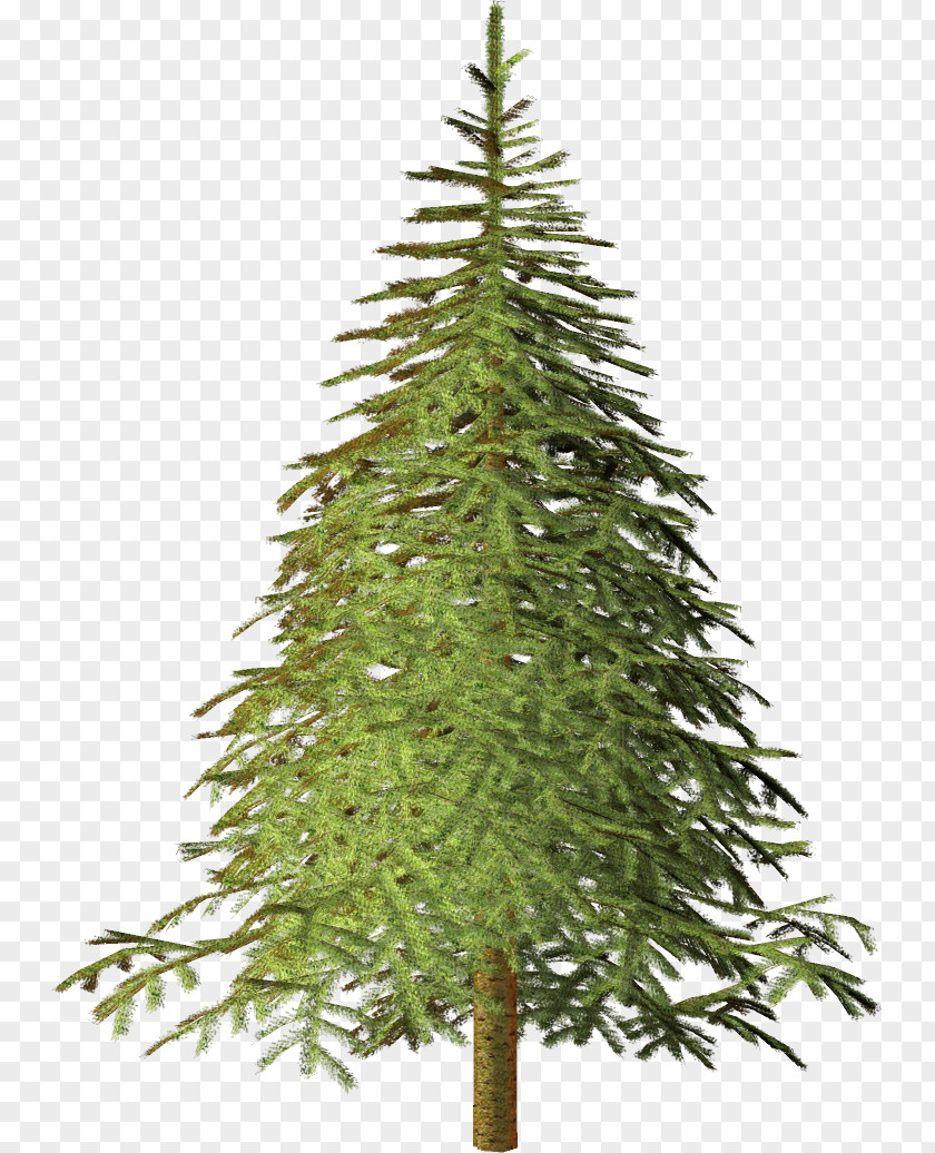 Tree Spruce Christmas Fir Pine PNG