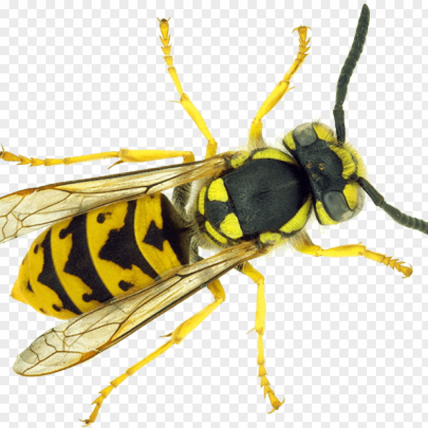Bee Paper Wasp Insect Ant PNG