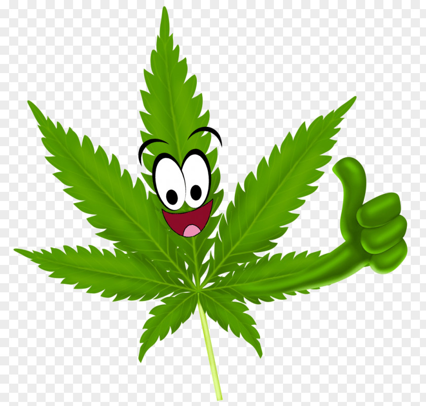 Cannabis Seeds Medical Legality Of 420 Day Marijuana PNG
