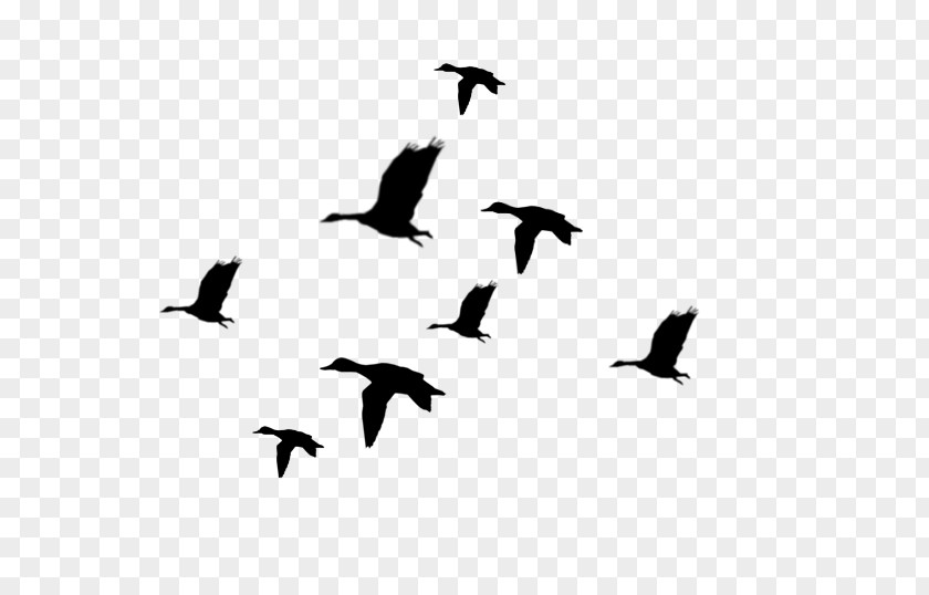 Duck Silhouette Cliparts Mallard Flight Bird Clip Art PNG