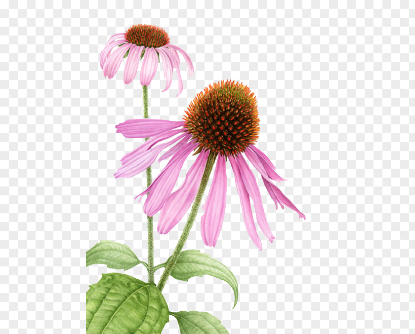 Flower Echinacea Purpurea Botanical Illustration Watercolor Painting Pale Purple Coneflower Drawing PNG