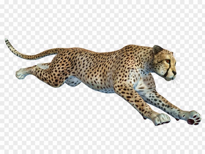 Free To Pull The Running Cheetah Material African Leopard Remote Camera PNG