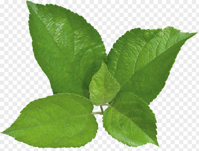 Green Leaves Herbalism Peppermint Plant Leaf PNG