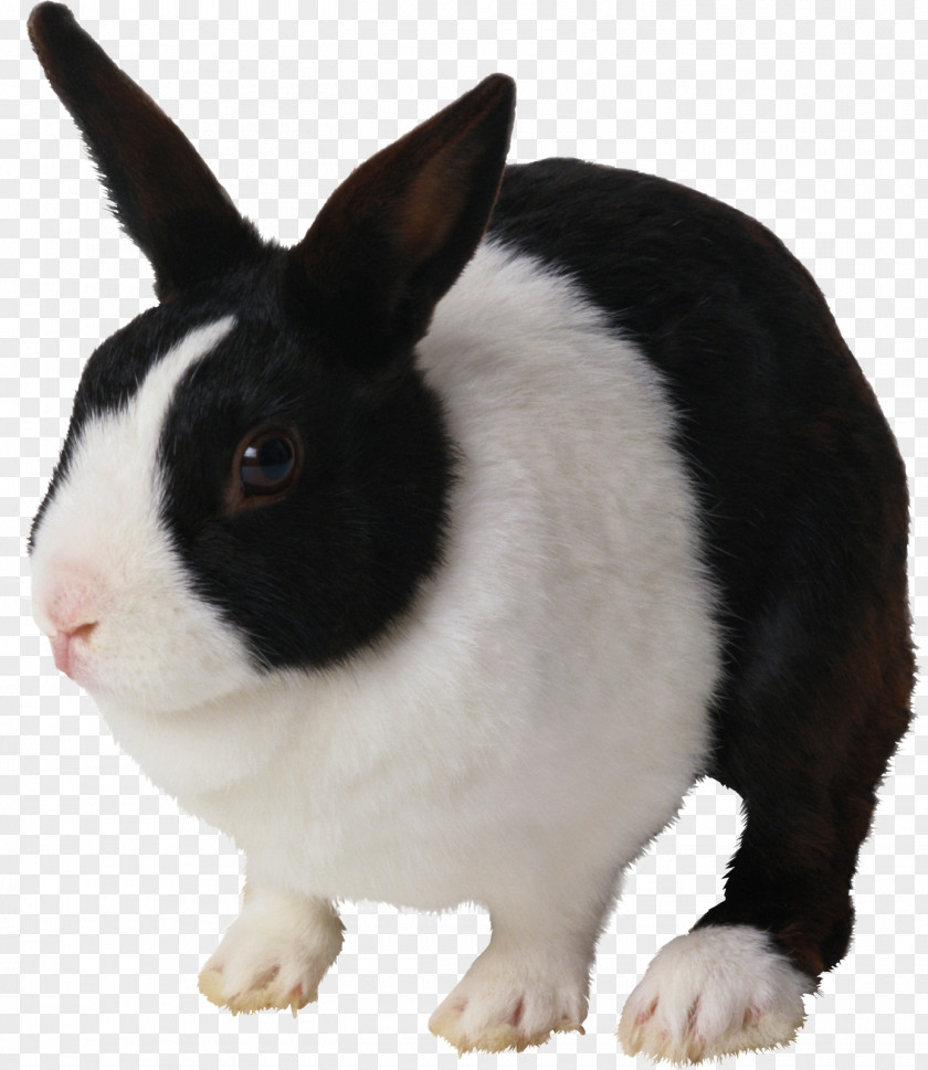 Rabbit Ears Holland Lop Netherland Dwarf Dutch Domestic PNG