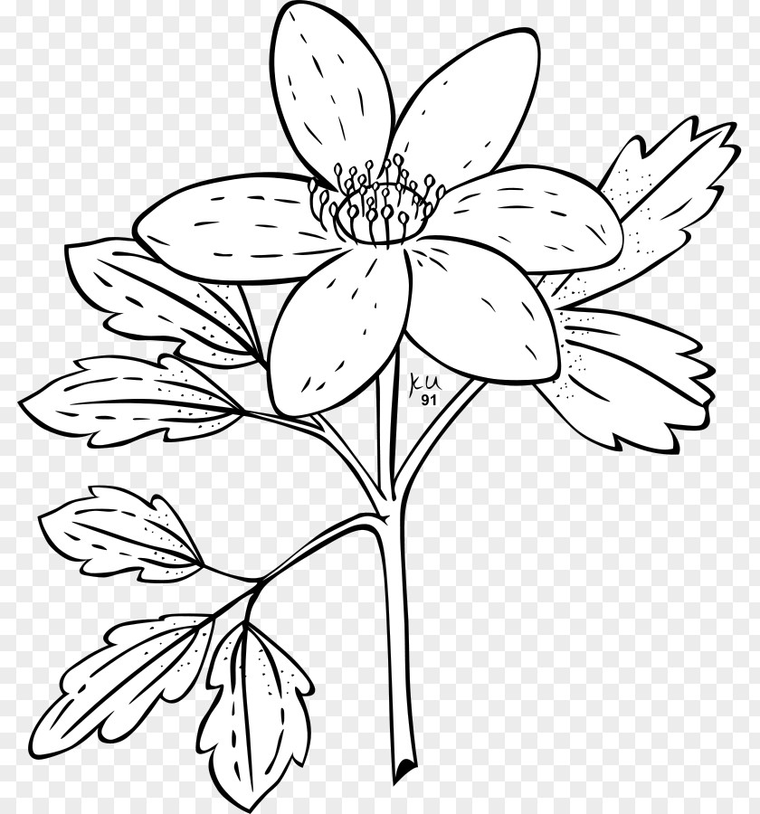 Anemone Canadensis Nemorosa Japanese Coloring Book Clip Art PNG