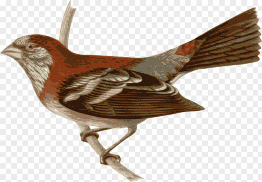 Bird Common Tailorbird Three-banded Rosefinch Drawing PNG