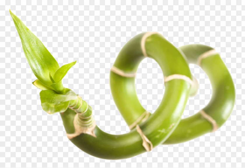 Lucky Bamboo Close Agave Photography Plant PNG