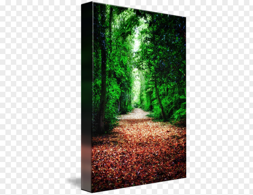 Woodland Path Biome Tree Old-growth Forest PNG