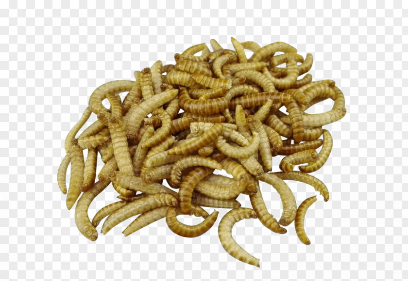 Beetle Mealworm Larva Food PNG