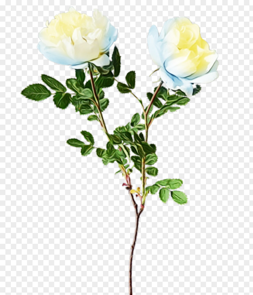 Branch Cut Flowers Rose PNG