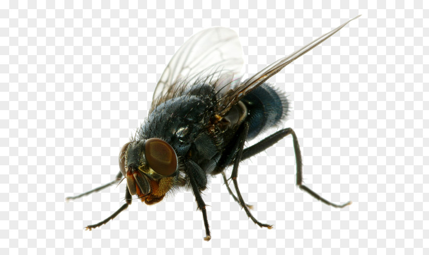 Flies Clipart Insecticide Housefly Cockroach PNG
