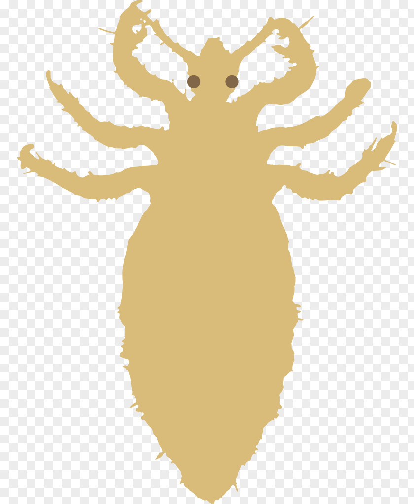 Insect Head Louse Pediculosis Liendre PNG