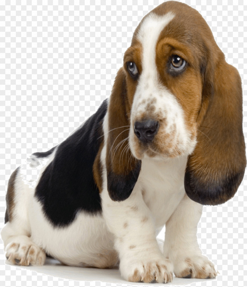 Puppy Basset Hound Bloodhound Bluetick Coonhound Beagle PNG