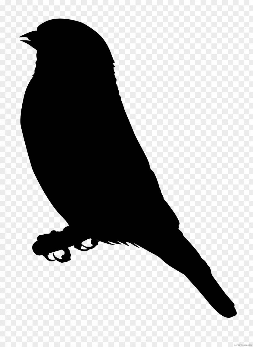 Black And White Raven Drawings Finches Clip Art Free Content PNG