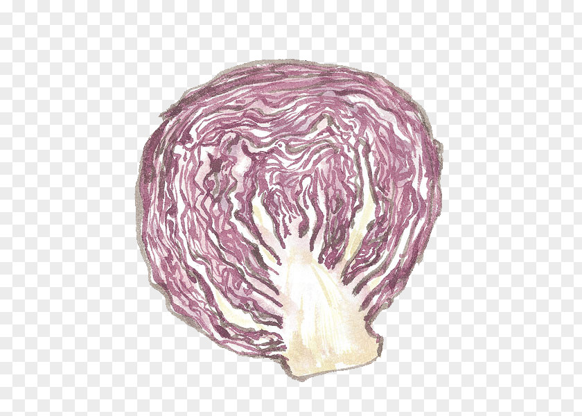 Cabbage Red Vegetable Chinese PNG