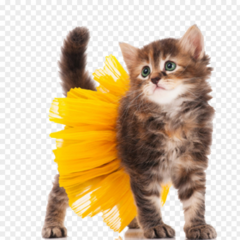 Cute Kitten Animal HQ Pictures Cat Dog Halloween Costume PNG
