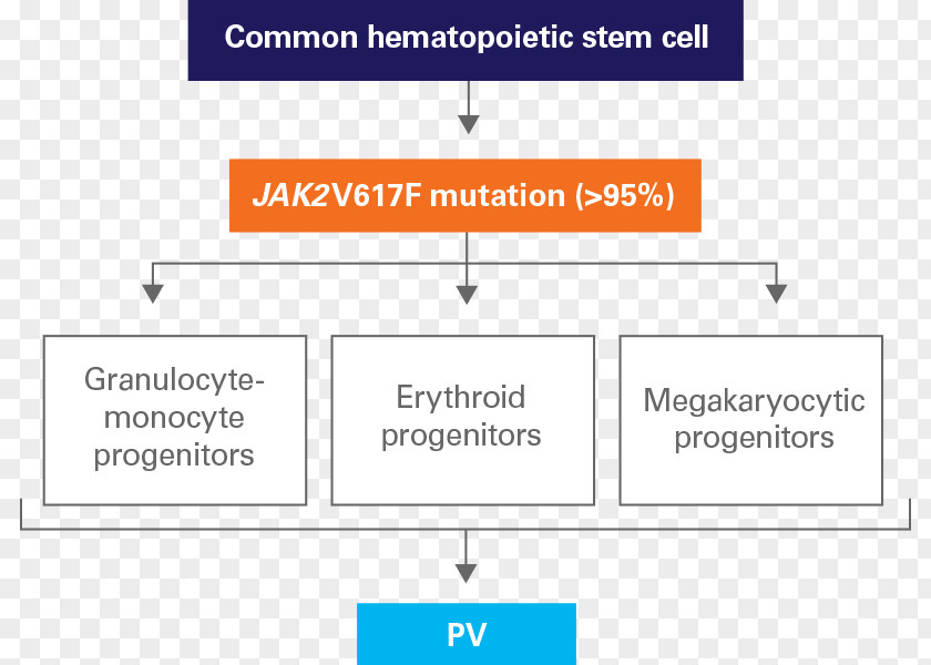 Hematopoietic Stem Cells Polycythemia Vera Janus Kinase 2 Pathophysiology Myeloproliferative Neoplasm PNG