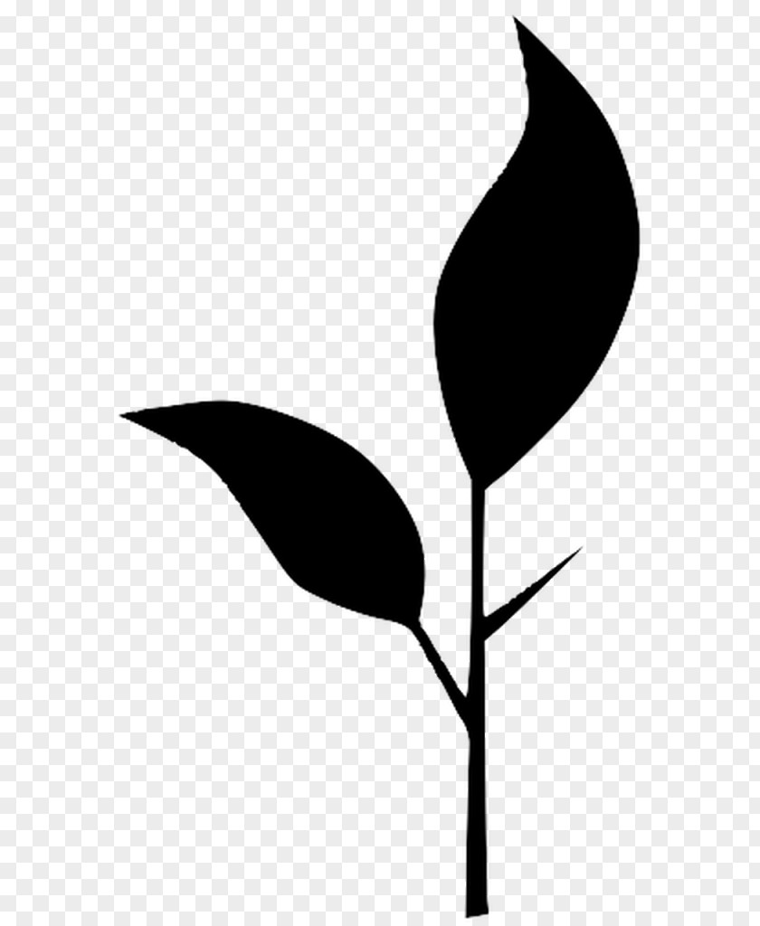 Leaf Black-and-white Plant Flower Anthurium PNG